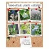 Large 72cm Semi-Shade Pond Plants Collection by Pond in a Pot™