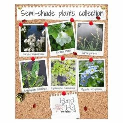 Large 72cm Semi-Shade Pond Plants Collection by Pond in a Pot™