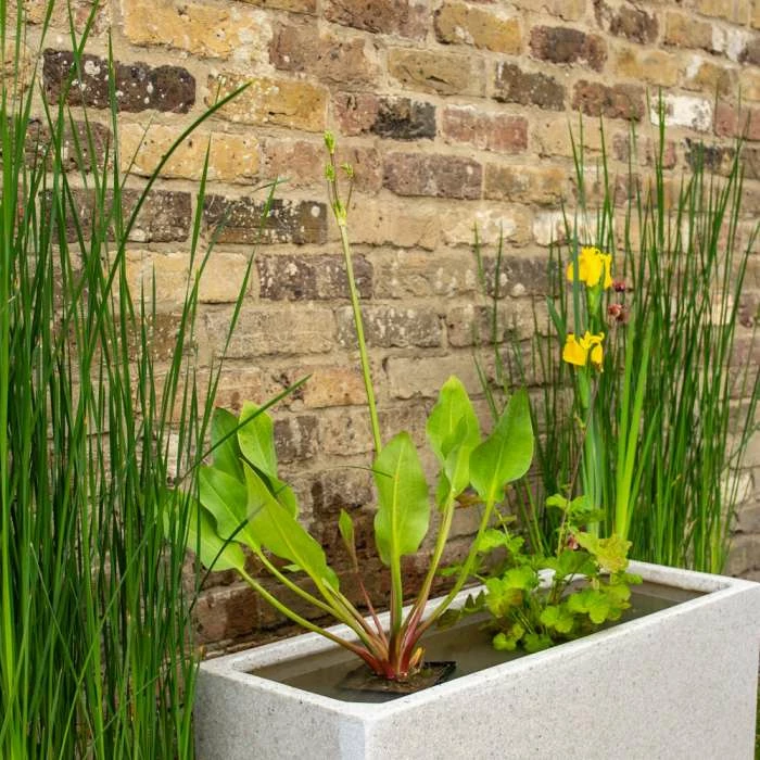 W80cm 'Pond in a Pot' Trough White Fibreglass Planter - Image 4