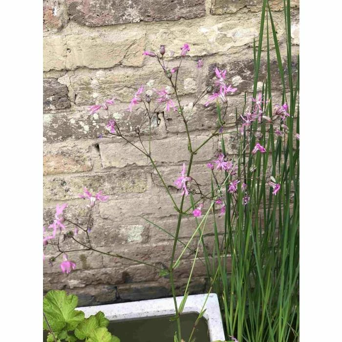 W80cm 'Pond in a Pot' Trough White Fibreglass Planter - Image 6