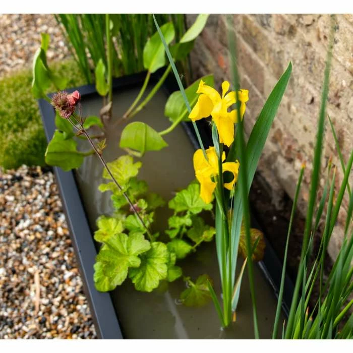 W80cm 'Pond in a Pot' Trough Black Fibreglass Planter - Image 3