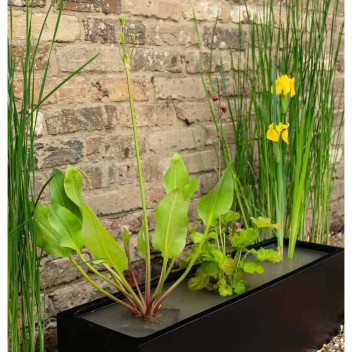 W80cm 'Pond in a Pot' Trough Black Fibreglass Planter - Image 4