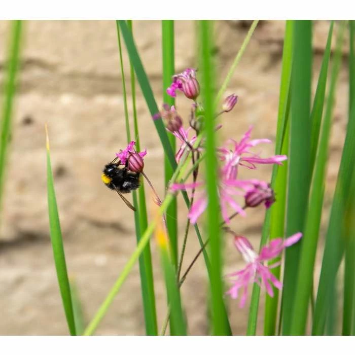 W80cm 'Pond in a Pot' Trough Black Fibreglass Planter - Image 5